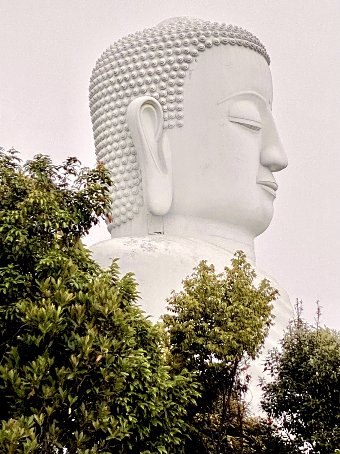 Gran estatua blanca de Buda rodeada de árboles