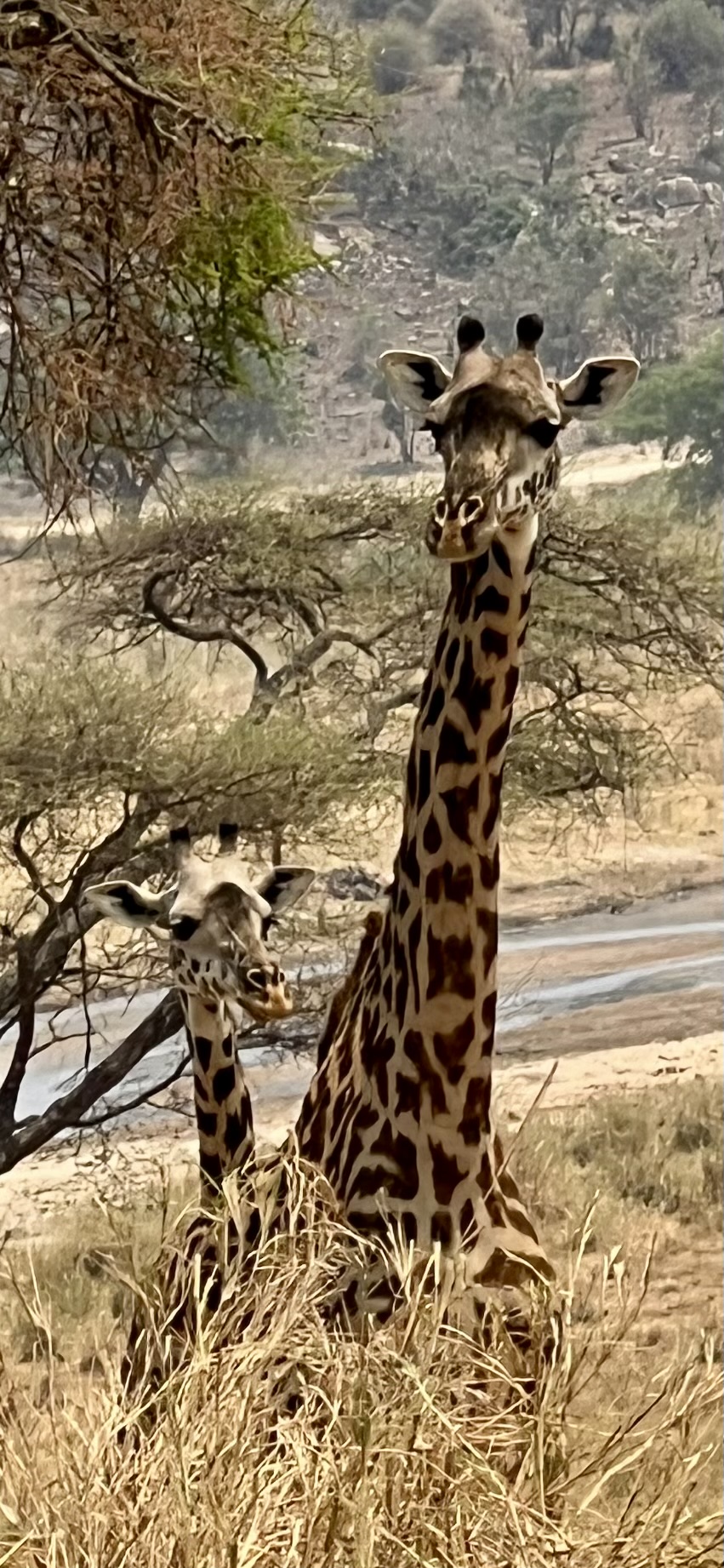 Jirafas avanzando entre los árboles de la sabana africana
