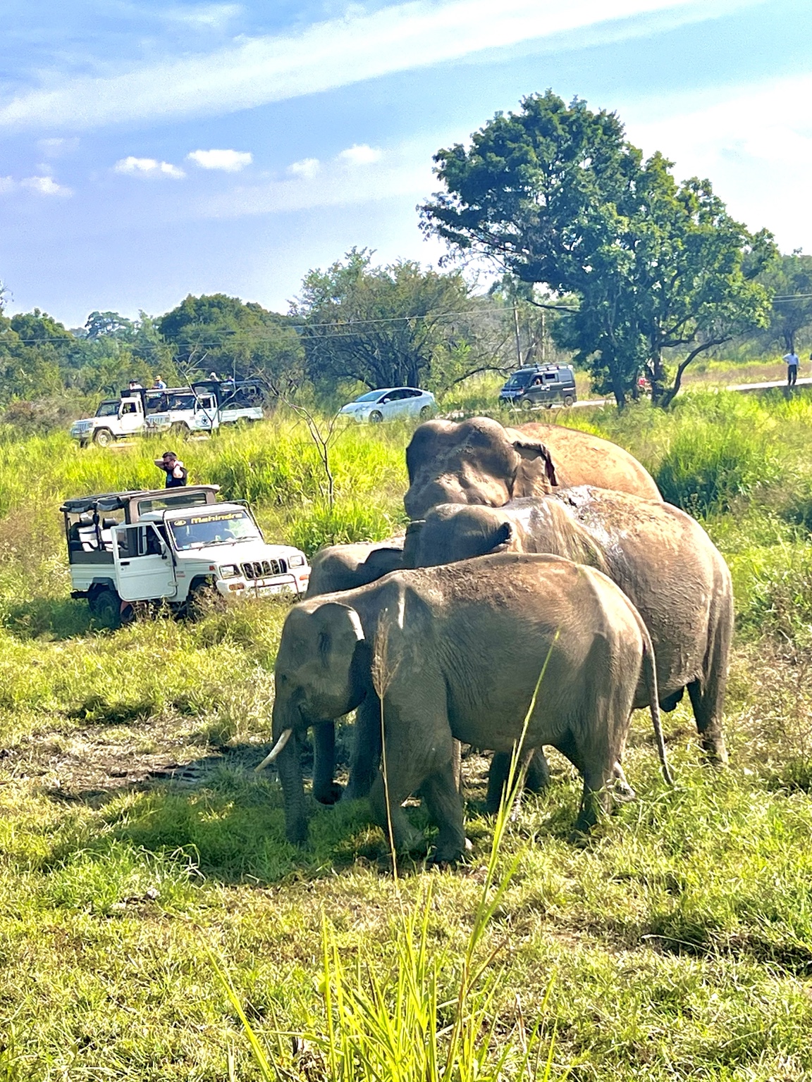 Elefantes asiáticos caminando cerca de vehículos de safari en Sri Lanka